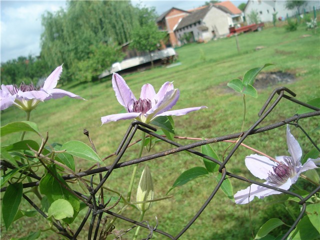 perunike
